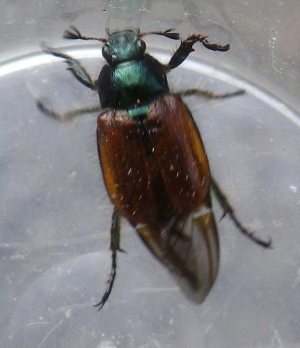 Réf. 184 068 : Phyllopertha horticola